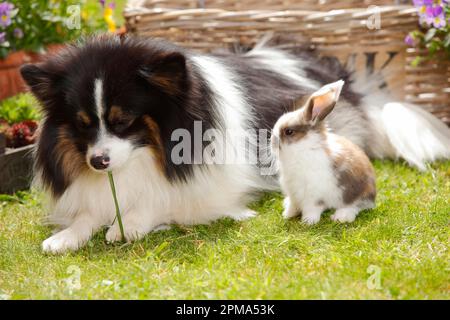Mixed breed dog and dwarf ram rabbit, kitten, 5 weeks Stock Photo