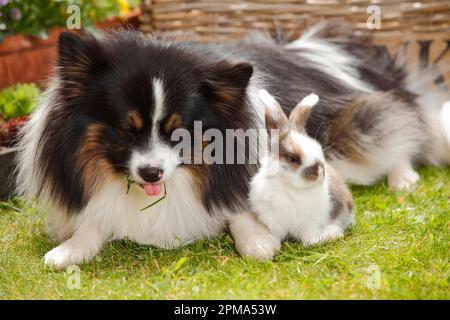 Mixed breed dog and dwarf ram rabbit, kitten, 5 weeks Stock Photo