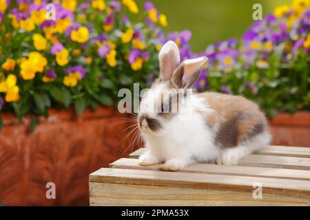 Dwarf ram rabbit, kitten, 5 weeks old Stock Photo