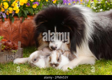 Mixed breed dog and dwarf ram rabbit, kittens, 5 weeks Stock Photo