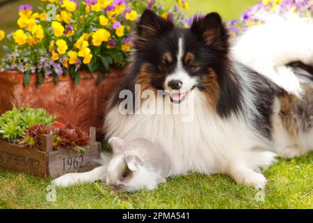 Mixed breed dog and dwarf ram rabbit, kitten, 5 weeks Stock Photo