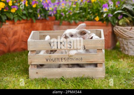 Dwarf ram rabbits, kittens, 5 weeks Stock Photo