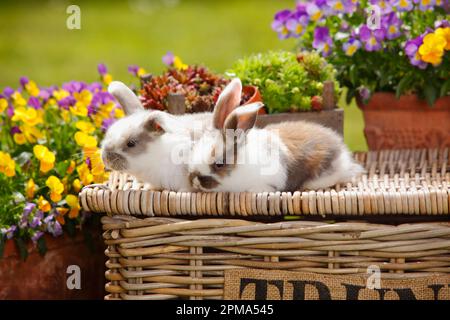 Dwarf ram rabbits, kittens, 5 weeks Stock Photo