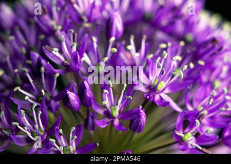 Globe leek, Leek family, Ornamental leek, Purple Senation variety (Allium aflatunense) Stock Photo