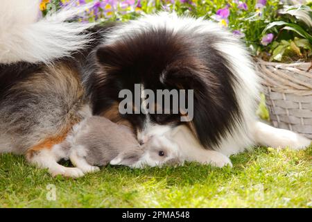 Mixed breed dog and dwarf ram rabbit, kitten, 5 weeks Stock Photo