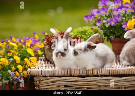 Dwarf ram rabbits, kittens, 5 weeks Stock Photo