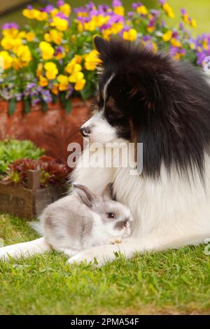 Mixed breed dog and dwarf ram rabbit, kitten, 5 weeks Stock Photo
