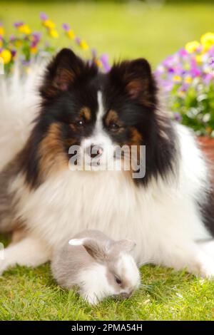 Mixed breed dog and dwarf ram rabbit, kitten, 5 weeks Stock Photo