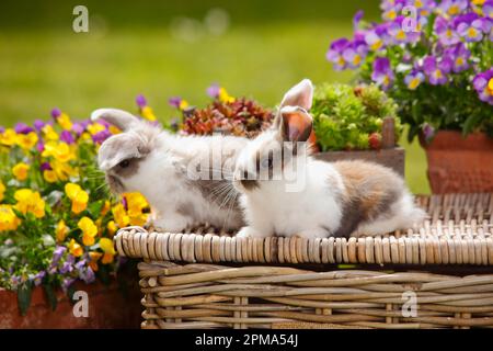 Dwarf ram rabbits, kittens, 5 weeks Stock Photo