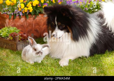 Mixed breed dog and dwarf ram rabbit, kitten, 5 weeks Stock Photo