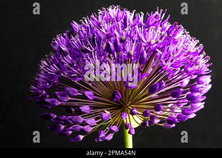 Globe leek, Leek family, Ornamental leek, Purple Senation variety (Allium aflatunense) Stock Photo