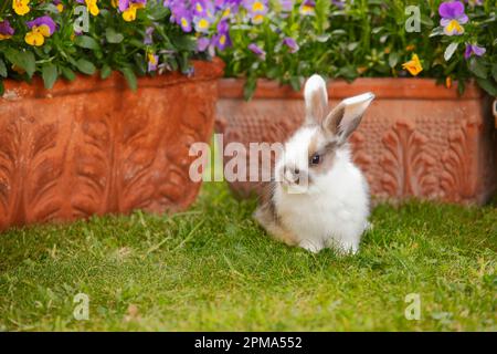 Dwarf ram rabbit, kitten, 5 weeks old Stock Photo