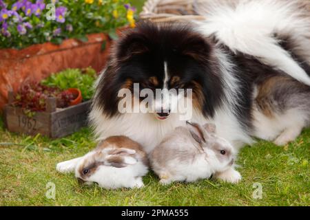Mixed breed dog and dwarf ram rabbit, kittens, 5 weeks Stock Photo