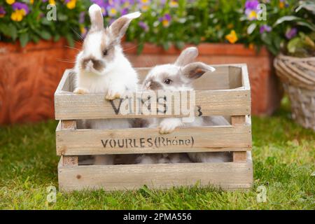 Dwarf ram rabbits, kittens, 5 weeks Stock Photo