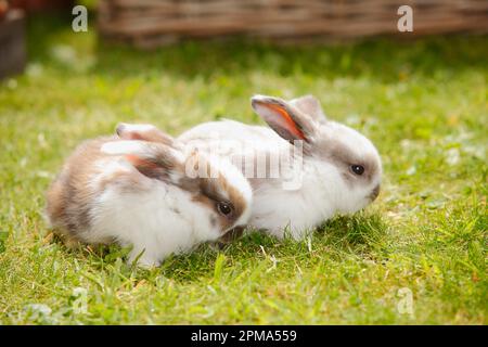Dwarf ram rabbits, kittens, 5 weeks Stock Photo