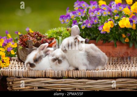 Dwarf ram rabbits, kittens, 5 weeks Stock Photo