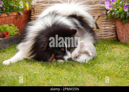 Mixed breed dog and dwarf ram rabbit, kitten, 5 weeks Stock Photo