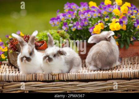 Dwarf ram rabbits, kittens, 5 weeks Stock Photo - Alamy