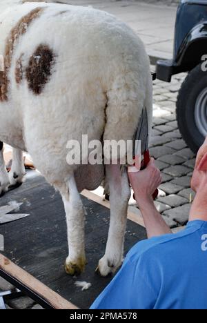 Preparing and showing a Jacob sheep ram at the Skipton Sheep Day, High St, Skipton, North Yorkshire (2010) Stock Photo