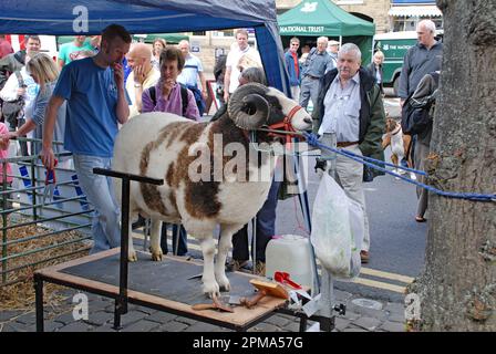 Preparing and showing a Jacob sheep ram at the Skipton Sheep Day, High St, Skipton, North Yorkshire (2010) Stock Photo