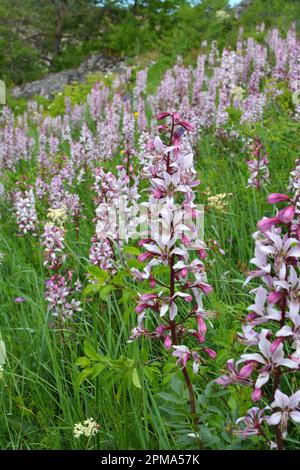 In the wild it blooms rare, Red Book, medicinal and ornamental plant Dictamnus albus Stock Photo