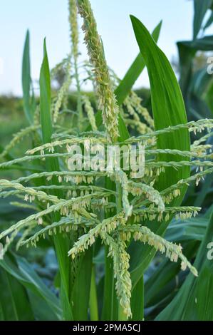 On the farm field blooms panicle corn Stock Photo