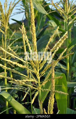 On the farm field blooms panicle corn Stock Photo