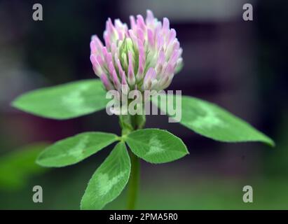 Blossom of red clover, which is a valuable animal feed Stock Photo