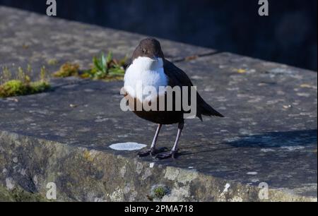 taken at stroud Stock Photo