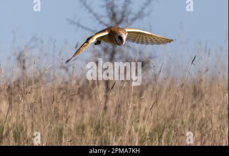 Barn owl flying around looking for a vole for lunch Stock Photo
