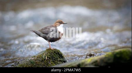 The white throated dipper Cinclus cinclus sitting on a stone and looking for food in winter, the best photo. Stock Photo