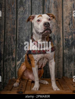 Pit bull clearance box