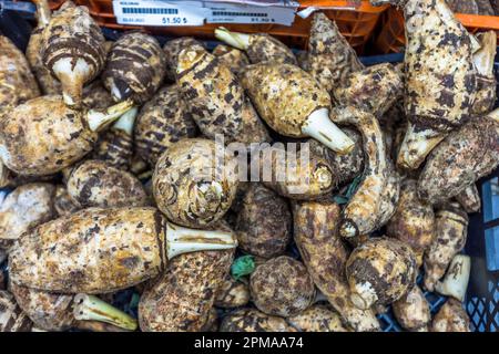 Kolokas, or colocasia, an edible root vegetable widely used from Cyprus to the Middle east and Asia. Kolokasi is a Cypriot specialty. The vegetable resembles a mixture of potato and Jerusalem artichoke. It is cut into cubes and served cooked Stock Photo