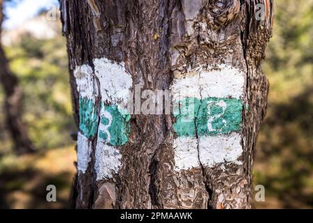 A white-and-green trail marker with the letter "B" is painted on a pine trunk along the 260-kilometre Beşparmak Trail in the Five Finger Mountains (Beşparmak range), Turkish Republic of Northern Cyprus (TRNC). The trail runs from Karmi (Karmin) to St. Hilarion. Stock Photo