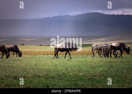 A herd of wild wildebeest, gnus, and zebras in the savannah in the Serengeti National Park, Tanzania, Africa Stock Photo