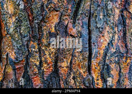 Abstract color image. Wet bark old apple tree Stock Photo