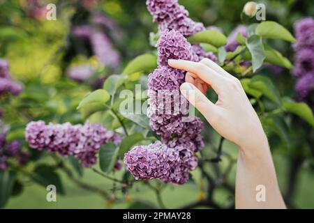 Sustainable gardening flowers. How to Create Eco-Friendly and Sustainable Garden Beds. Sustainable Gardening and Floral Design. Womans hands and Stock Photo