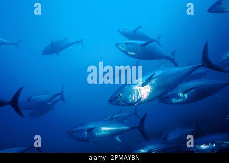 Pacific bluefin tunas (c), Thunnus orientalis, Ensenada, Baja, Mexico, East Pacific Ocean Stock Photo