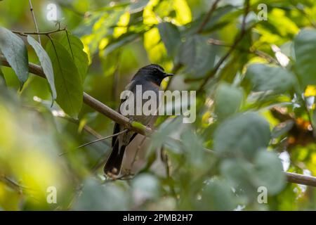 Male rufous-gorgeted flycatcher (Ficedula strophiata) observed in Rongtong in West Bengal, India Stock Photo