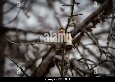 Common linnet (Linaria cannabina) Stock Photo