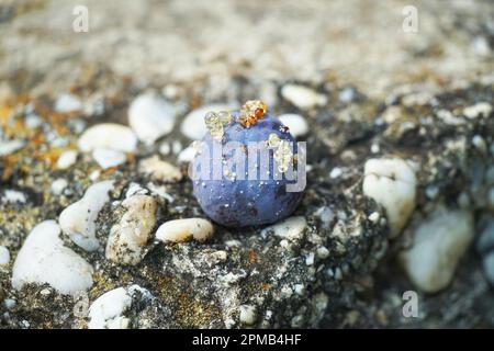 Plum tree dry fruit fruits, food waste, dry fruits on a wall in the sun colorful, environment. Pflaume Pfaumenbaum Frucht Obst Herbst autumn Stock Photo