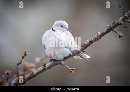 Eurasian collared dove (Streptopelia decaocto) Stock Photo