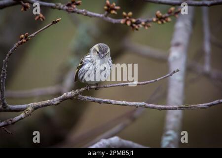 Female siskin, black-headed goldfinch (Spinus spinus) Stock Photo