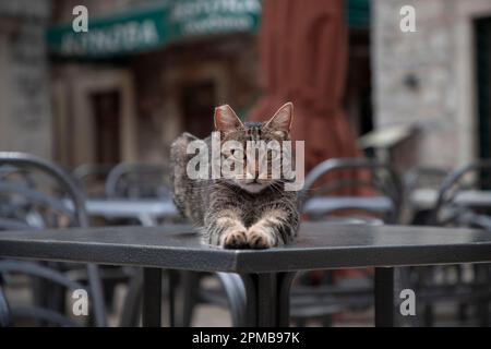 Portrait of a tabby cat laying on a restaurant table Stock Photo
