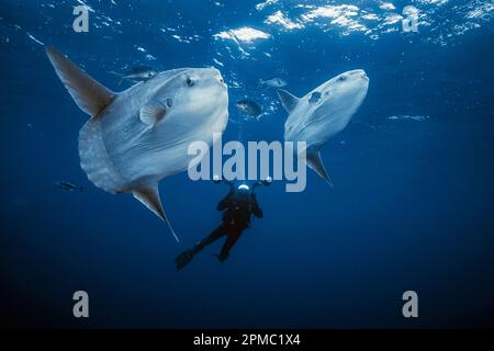 photographer and ocean sunfish, Mola mola, which aggregate near drifting kelp to be cleaned, open sea, San Diego, California, USA, East Pacific Ocean Stock Photo