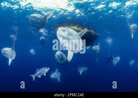 ocean sunfish, Mola mola, aggregate near kelp paddy to be cleaned by halfmoons, Medialuna californiensis, open sea, San Diego, California, USA, East P Stock Photo