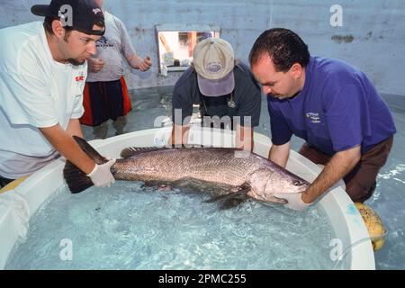 totoaba or totuava, Totoaba macdonaldi, threatened species, due to