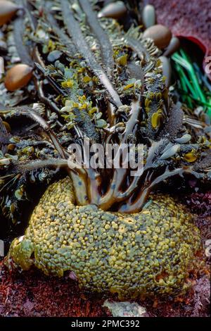 Feather Boa Kelp, Egregia menziesii, Montana de Oro State Park, California, USA, East Pacific Ocean Stock Photo