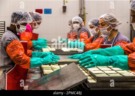 At the Arden dairy in Lefkoşa/Nicosia, Turkish Republic of Northern Cyprus (TRNC), several workers in protective clothing stand side by side at a long stainless-steel counter, pressing curd into mould trays. Stock Photo