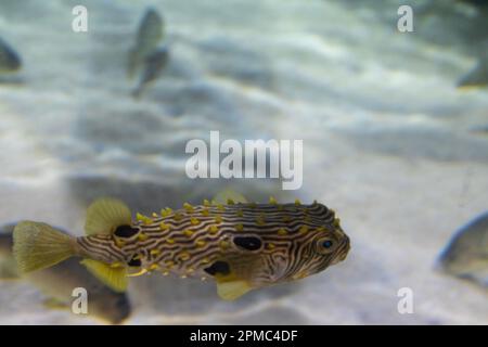 A Spiney Box Puffer Fish in and white sand aquarium. Stock Photo